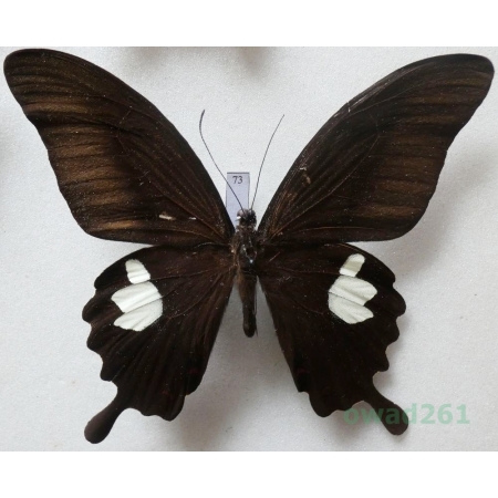 Papilio fuscus Goeze, 1779 Indonesia, Ceram 101mm73